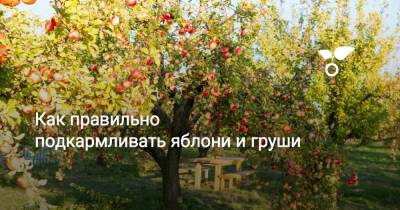 Как правильно подкармливать яблони и груши - botanichka.ru