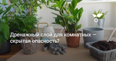 Дренажный слой для комнатных — вред или польза? - botanichka.ru
