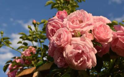 Светлана Протас - Как ухаживать за розами в апреле, чтобы получить шикарное и долгое цветение: дачные хитрости - belnovosti.by