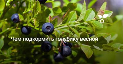 Чем подкормить голубику весной - botanichka.ru