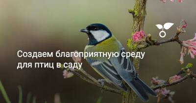 Птицы в саду — как создать для них благоприятную среду? - botanichka.ru