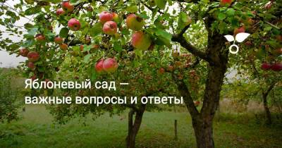 Яблоневый сад — важные вопросы и ответы - botanichka.ru