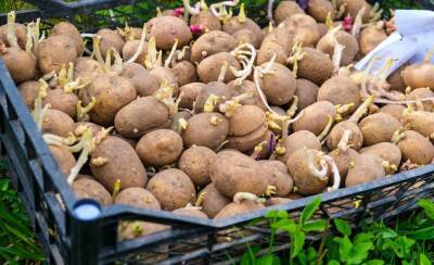 Готовим клубни картофеля к посадке: как не упустить важные моменты - ogorod.ru