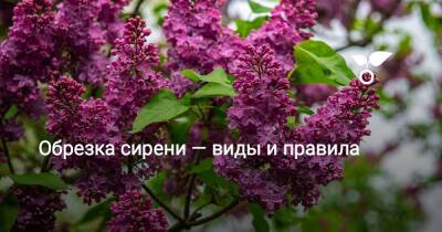 Обрезка сирени — виды и правила - botanichka.ru