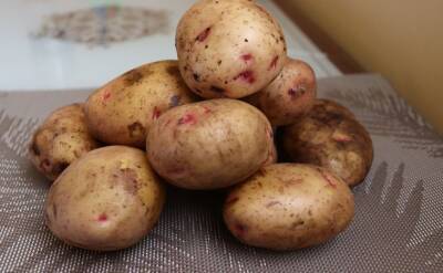 Светлана Протас - Чтобы урожай картошки не был скудным в этом сезоне, придётся придерживаться 5 правил - belnovosti.by