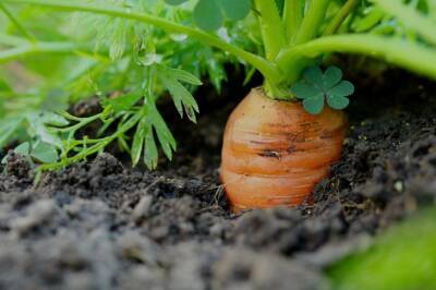 Свекла и морковь взойдут на 3 день: секреты посева семян - belnovosti.by