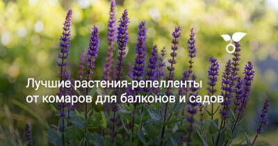 Лучшие растения-репелленты от комаров для балконов и садов - botanichka.ru