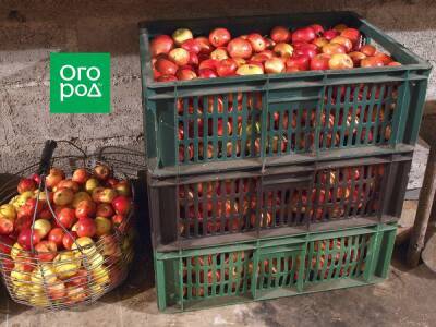Как вырастить яблоки, которые хранятся, а не гниют - ogorod.ru - Россия