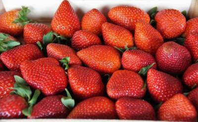 Светлана Протас - Чем подкормить клубнику в апреле и мае, чтобы обеспечить себя ягодой на всё лето - belnovosti.by