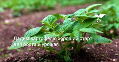 Дадим картофелю хороший старт для роста и урожая - botanichka.ru