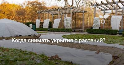 Когда снимать укрытия с растений? - botanichka.ru