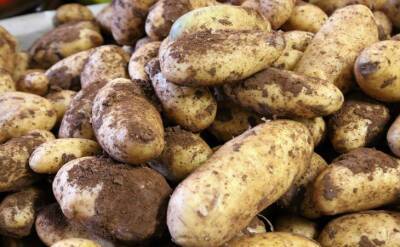 Светлана Протас - Выращивают картофель на одном и том же месте, а урожай не снижается: в чем секрет дачников - belnovosti.by