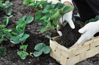 Ваш первый сад: как правильно посадить клубнику весной в открытый грунт - ogorod.ru