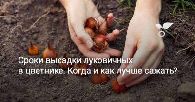 Сроки высадки луковичных в цветнике. Когда и как лучше сажать? - botanichka.ru