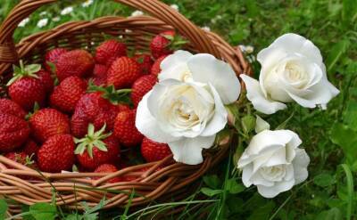 Ольга Котова - Опрыскайте этим раствором клубнику в мае и ягод станете собирать в 2 раза больше - belnovosti.by