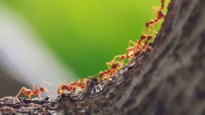 Тимур Хомичев - Как избавиться от муравьев на плодовых деревьях и кустарниках: простой и надёжный способ - belnovosti.by