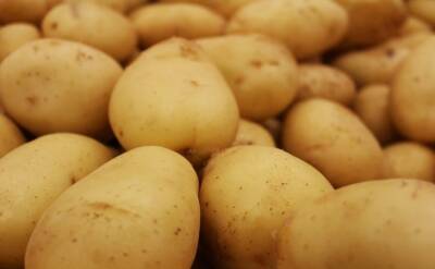 Светлана Протас - На какую глубину сажать картофель, чтобы получить богатый урожай: досадные ошибки огородников - belnovosti.by