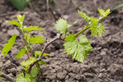 Как посадить виноград весной: инструкция для начинающих - ogorod.ru - г. Виноград
