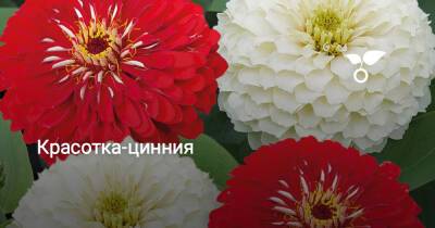 Красотка-цинния - botanichka.ru