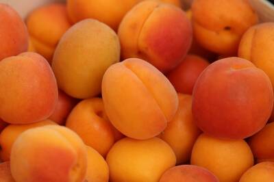 Чем подкормить плодоносящую сливу и абрикос, чтобы плоды были крупнее - belnovosti.by