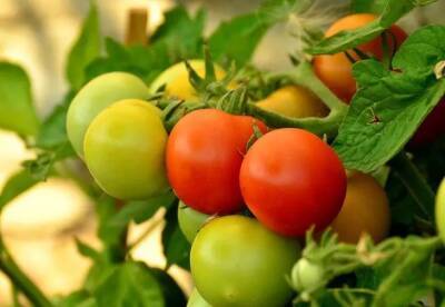 Елен Гутыро - Кладите всегда это в каждую лунку при посадке томатов, чтобы они не болели и дали хороший урожай - belnovosti.by