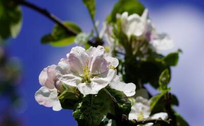 Светлана Протас - Что нужно не забыть сделать с яблоней в апреле: ошибки, которые лишают урожая - belnovosti.by