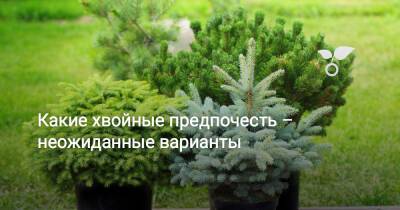 Какие хвойные предпочесть – неожиданные варианты - botanichka.ru