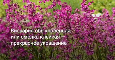 Вискария обыкновенная, или смолка клейкая — прекрасное украшение - botanichka.ru
