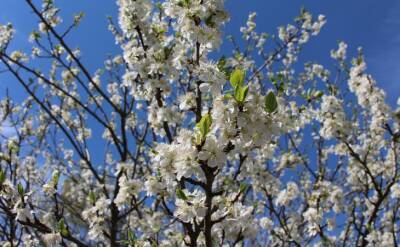 Светлана Протас - Что нужно сделать со сливовым деревом весной, чтобы не остаться летом без ягод - belnovosti.by