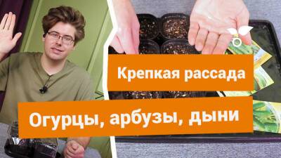 Семен Огурцов - Как правильно посеять огурцы, арбузы и дыни на рассаду? - botanichka.ru