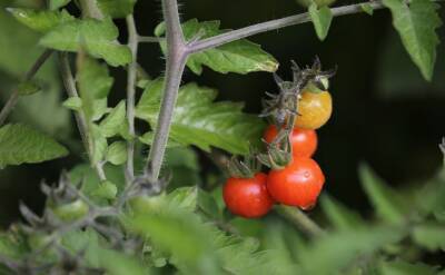 Ольга Котова - Полностью исчезнет урожай помидоров, если эти растения рядом посадите на огороде - belnovosti.by