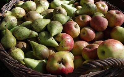 Светлана Протас - Подкормите так яблони и груши в апреле и соберёте в 2 раза больше фруктов - belnovosti.by