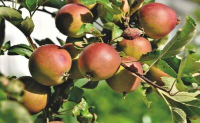 Светлана Протас - Как избавиться от садовых муравьев на яблонях: простой народный способ - belnovosti.by