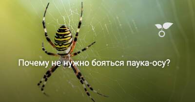 Почему не нужно бояться паука-осу? - botanichka.ru