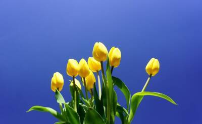 Светлана Протас - Тюльпаны и нарциссы будут цвести долго и ярко, если так подкормить их весной - belnovosti.by