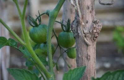 Елен Гутыро - Что посадить рядом с томатами, чтобы не волноваться за будущий урожай: дачникам пригодится - belnovosti.by