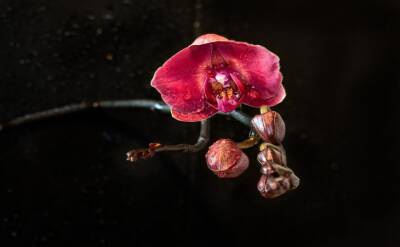 Светлана Протас - 3 коварные ошибки, из-за которых орхидеи не цветут шапками круглый год - belnovosti.by