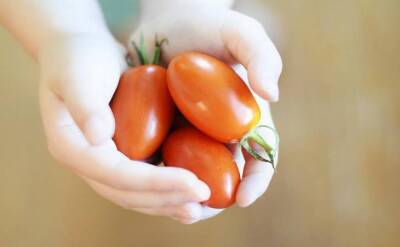Светлана Протас - Способ удобрения, который может лишить вас урожая помидоров: не повторяйте этих ошибок - belnovosti.by