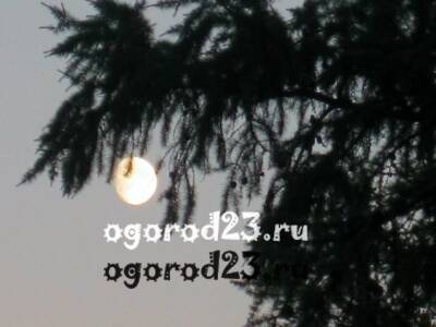 Луна в мае 2022 года, рекомендации для садоводов и огородников - ogorod23.ru