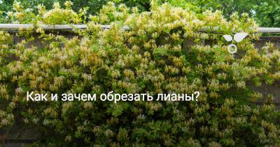 Как и зачем обрезать лианы? - botanichka.ru - г. Виноград