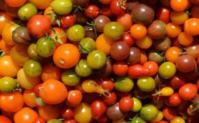 Светлана Протас - Что посадить рядом с томатами, чтобы снять щедрый урожай: дачная хитрость - belnovosti.by