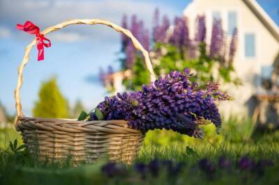 Игорь Зур - Какие комнатные цветы можно пересадить на лето на дачу: советы, которые помогут сделать это правильно - belnovosti.by