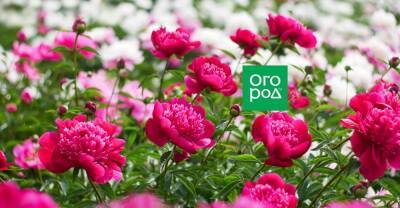 5 важных дел для пышного цветения пионов – не пропустите сроки! - ogorod.ru