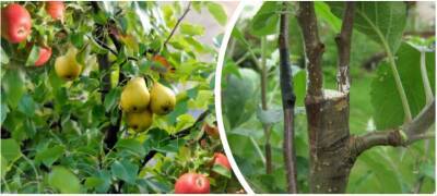 Прививка груши на яблоню, можно ли прививать весной и как правильно привить + видео - orchardo.ru