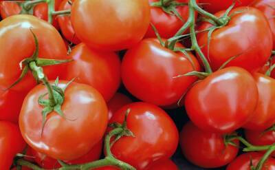 Ольга Котова - Если удобрить помидоры особыми растворами, то урожай созреет на месяц раньше - belnovosti.by
