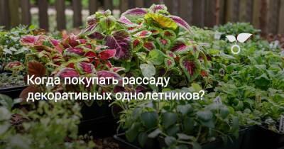 Когда покупать рассаду декоративных однолетников? - botanichka.ru