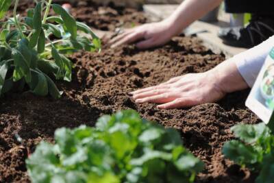 Как улучшить песчаную почву и добиться богатого урожая: 5 советов дачникам - belnovosti.by