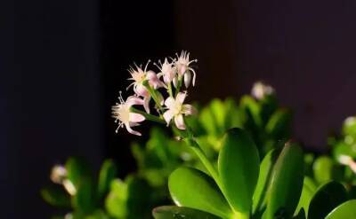 Елен Гутыро - 4 важных приема, чтобы комнатные цветы росли как на дрожжах: хитрости хозяек - belnovosti.by