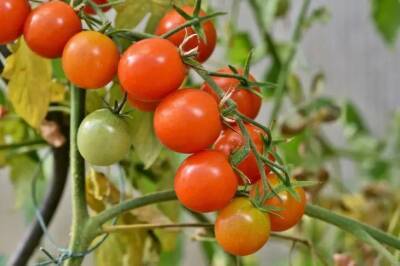 Что нельзя делать во время посева томатов на рассаду: не каждый огородник знает - belnovosti.by