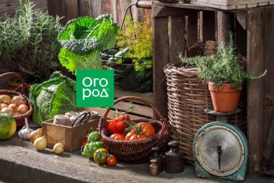 Как обустроить место для хранения овощей и консервации в подвале, кладовой и на балконе - ogorod.ru - Россия